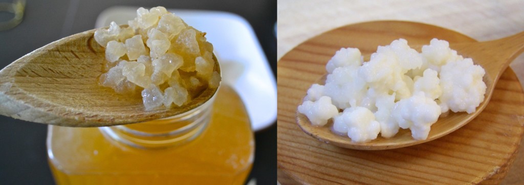 kefir de casa